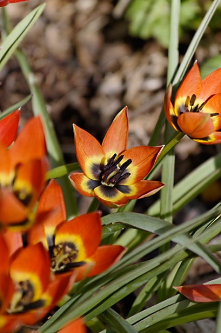 Jardin des Impressionnistes-013